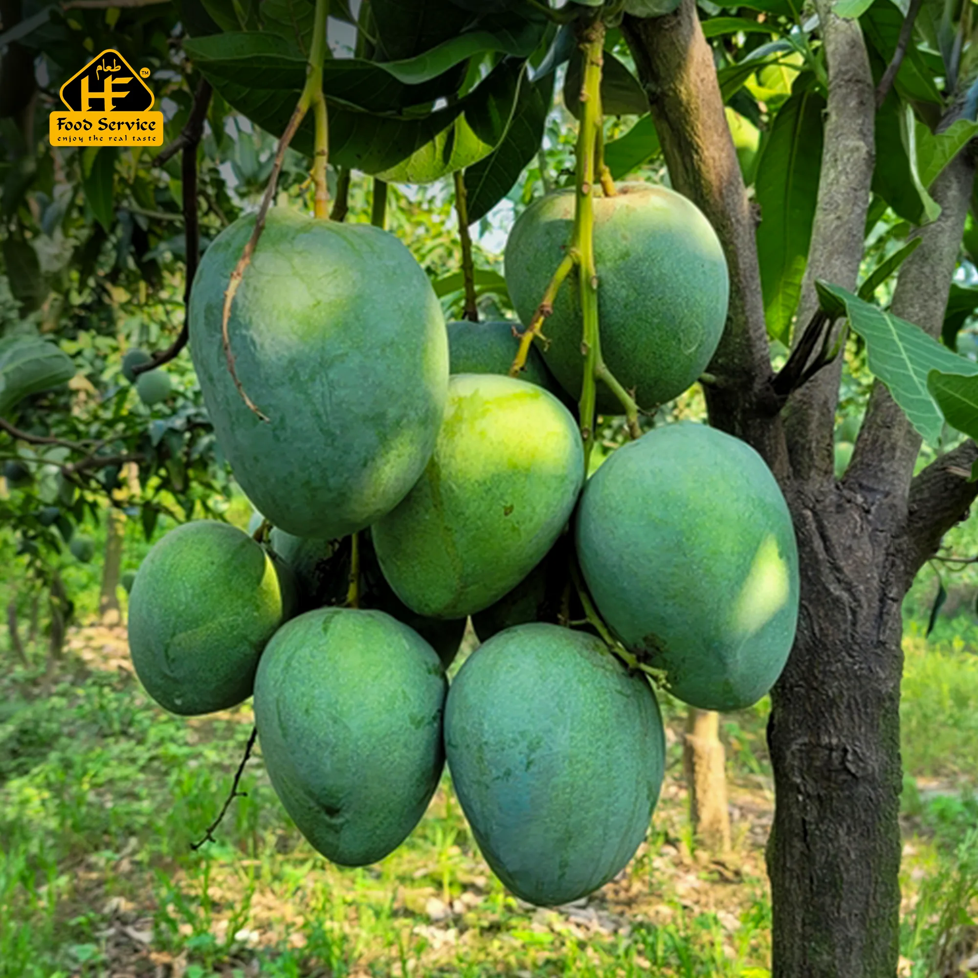 বারি-৪ আম । BARI-4 Mango - ১০ কেজি বারি-৪ আম । BARI-4 Mango - ১০ কেজি
